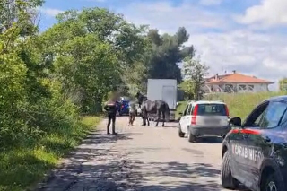 Cavallo al galoppo tra le auto sulla Valdete, bloccato a Monterubbiano